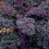 Varza Kale mov - Img 3