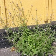 Verbena Officinalis - Img 3