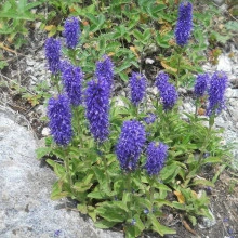 Veronica Porphyriana - Img 2