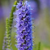 Veronica Spicata blue - Img 2