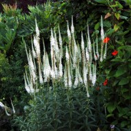 ﻿Veronicastrum virginicum