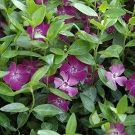 Vinca Minor atropurpurea-Saschiul