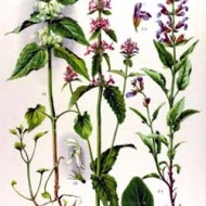 Vindecea-Stachys officinalis - Img 5