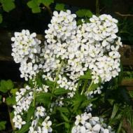 Violeta de noapte-Hesperis Matronalis Alba - Img 4
