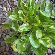 Winter Cress-Barbarea Vulgaris Variegata
