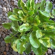 Winter Cress-Barbarea Vulgaris Variegata - Img 2