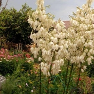 Yucca filamentosa - Img 6