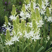 Zambila Indiana-Camassia Caerulea Alba - Img 1
