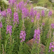 Zburatoarea-Epilobium angustifolium