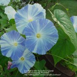 Zorele-Ipomoea tricolor Flying Saucers