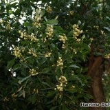 Acacia melanoxylon - Img 3