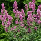 Agastache Arcado Pink
