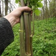 Alexanders-Smyrnium Olusatrum - Img 3