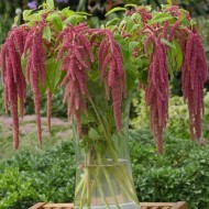 Amaranthus caudatus Coral Fountain