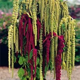 Amaranthus caudatus Green Cascade