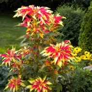 Amaranthus tricolor Splendens - Img 5