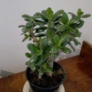 Arbore de Jad-Crassula Ovata - Img 2
