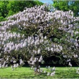 Arborele Printesei-Paulownia tomentosa - Img 3
