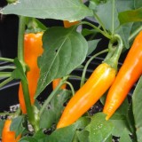 Ardei iute Bulgarian Carrot