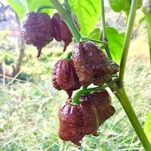 Ardei iute Carolina Reaper Chocolate - Img 2