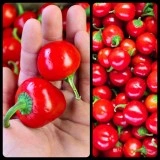 Ardei iute Cherry