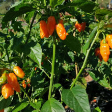 Ardei iute Habanero Adalberto