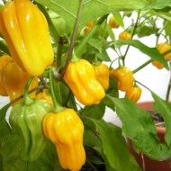 Ardei iute Habanero Mme Jeanette