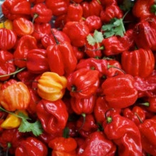 Ardei iute Scotch Bonnet Red - Img 2