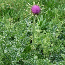 Armurariu-Silybum Marianum