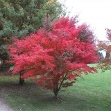 Artar japonez-Acer palmatum atropurpurea - Img 2