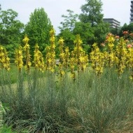 Asphodeline lutea - Img 6