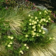 Astragalus Membranaceus - Img 3