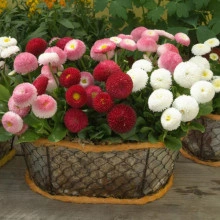 Banutei-Bellis Perennis Pomponette mix