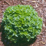 Busuioc Minette
