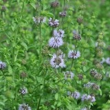 Busuiocul cerbilor-Mentha pulegium - Img 3
