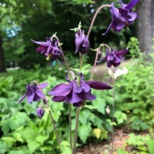 Caldarusa-Aquilegia Atrata - Img 2