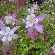 Caldarusa-Aquilegia Caerulea Rose Queen - Img 3