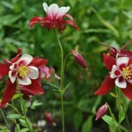 Caldarusa-Aquilegia Caerulea Rotstern - Img 3