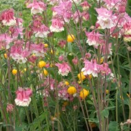 Caldarusa-Aquilegia vulgaris Pink Petticoat