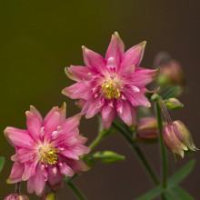 Caldarusa-Aquilengia vulgaris Rose Barlow