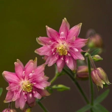 Caldarusa-Aquilengia vulgaris Rose Barlow - Img 3
