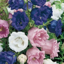 Campanula Medium Canterbury Bells double mix