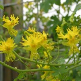 Canary creeper-Tropaeolum peregrinum