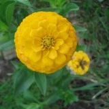 Carciumareasa Galbena - Img 2