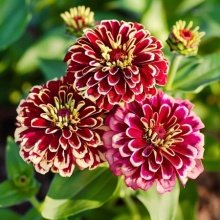 Carciumareasa Jazzy Red