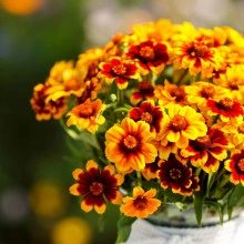 Carciumareasa Mexicana-Zinnia Haageana - Img 4
