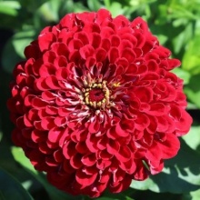 Carciumareasa Monarch King 