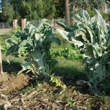 Cardon Gigante di Romagna - Img 3