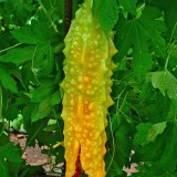 Castravete amar-Momordica charantia