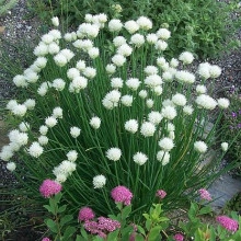 Ceapă de tuns-Chives - Img 3